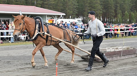 Silviisii-tamma vetokokeessa Jari Penttisen ohjastamana.