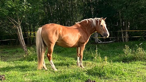 Savelan Puistotäti laiduntaa vain hillitysti ja toivottaa kaikille rauhallista ja järkevää juhannusta. 
