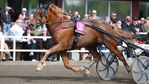 Caru on hurmannut kilpailuotteilaan tänäkin vuonna.
