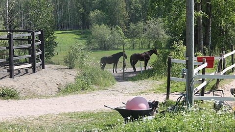 Takana olevat laidunalat ovat vaarassa. Ilona Vikman kyseenalaistaa Vantaan kaupungin prioriteetteja. 