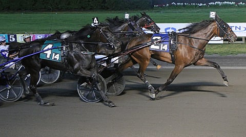 Ravit Meadowlands