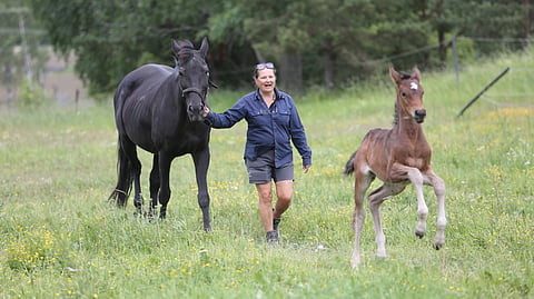Vanhan puolalaisen kilpatamma-Hetori-R:n varsa Divine Diva on turkulaisen tallinpitäjän tämän vuoden ilonaihe. 