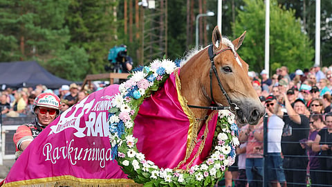 Suven Sametti on kolminkertainen ravikuningatar. Viimeksi se on kilpaillut 10. toukokuuta. Nordic Queen sillä jätettiin välistä, koska takajalassa oli pientä sanomista.