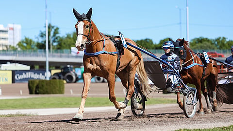 Antti Ojanperä kertoo suomenhevosjoukkueellaan asioiden olevan hyvin suurkilpailusesongin tiimellyksessä. Kuvassa Elitkampenia varten lämmittelemässä Stallone/Jutta Ihalainen ja Pro/Antti Ojanperä. 