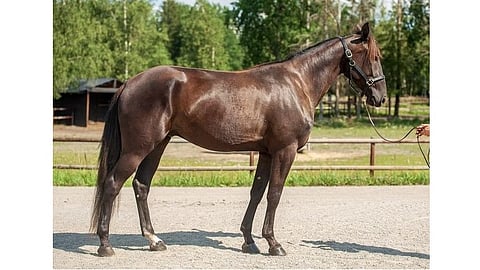 Travera huutokauppa