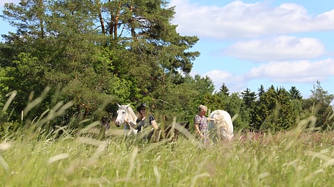 Anun ja Lauran, äidin ja tyttären,  henki ja elämä on ponien kasvatus. 