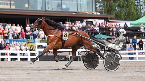 Shackhills Hazel nousi vakuuttavalla Tammahambo-voitollaan Tammakriteriumin ennakkosuosikiksi. Karsinnoissa lahjakkuuden rattailla jatkaa Tuukka Varis.