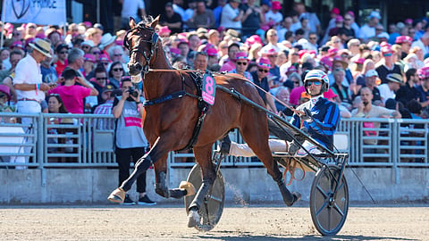 Idao De Tillard ravihevonen