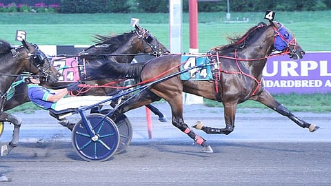 Endurance ravihevonen