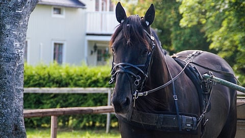 Castor The Star 