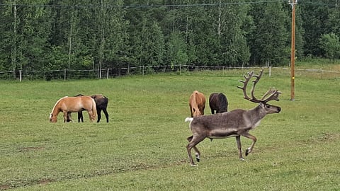 Suomenhevoslaumassa on ollut muutaman viikon ajan uusi jäsen. 