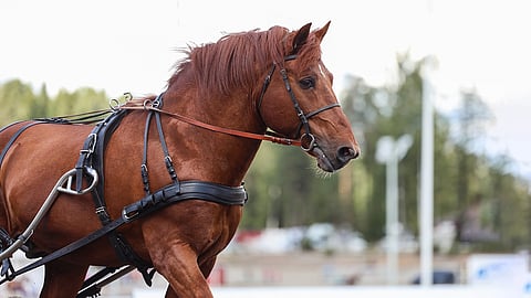 Monipuolinen suomenhevonen sopii useaan eri ammattiin. Teivon Kuninkuusraveissa ravikuningas A.T. Eko esittäytyi yleisölle vetämällä vossikkaa. 