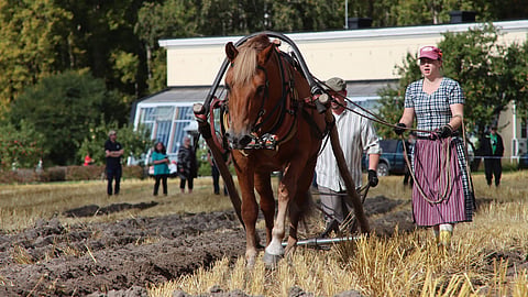 Useasti hopealle jäänyt Tuohivirsu vei voiton vanhasta kilpakumppanistaan Hotlerista ja voitti ensimmäisen SM-kultansa.