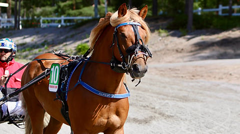 Alpertto osallistui kesällä Teivon kuninkuuskisaan. Rattailla valmentaja Jarmo Leinonen.