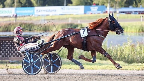 Tanno kilpaili keskiviikkona Vermossa viimeistä kertaa Antti Ojanperän treenistä. Kuvassa hevonen valmistautuu Santtu Raitalan ohjastamana Derby-karsintaan.
