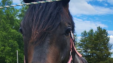Tällä kertaa Kyvyt esiin -finaali järjestetään Lahden Jokimaalla koulutuskeskus Salpauksen ratsastustallilla 10.-11.10.
