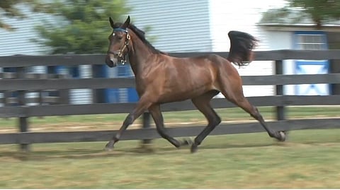Lexington Selected Yearling Sale
