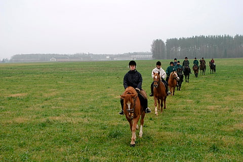 Hevosharrastukset