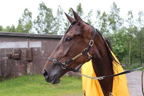 El Catwalk takoi Vermon Toto65-kierroksella uuden Suomen ennätyksen.