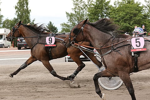 Teivossa päätöskierroksen takajoukoista alle 12-vauhtia kirinyt Air Gunner on Toto65-pelin avauskohteessa mielenkiintoinen pelihevonen. Kuva: Jarno Unkuri
