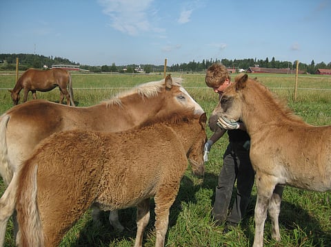 Mestarikasvattajat madaltaa kynnystä ryhtyä hevoskasvattajaksi ja perehtyä samalla kasvatuksen maailmaan.