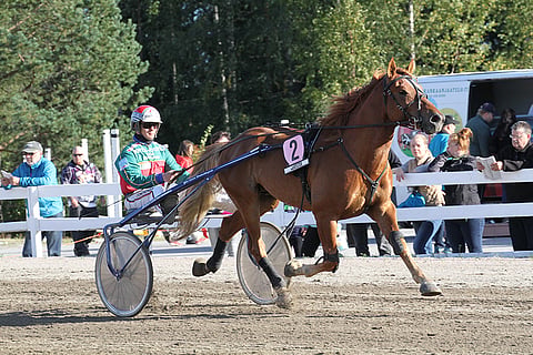 Vaellus runttasi itsensä Lapin mestariksi. Santtu Raitala ohjasti Vaellusta Torniossa kuvasta poiketen.