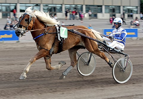 Särkän Kalle on voittanut urallaan 11 kertaa.