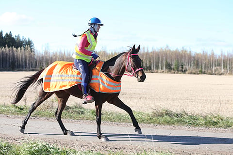 Beilmann uusi viimevuotisen SM-kullan, mutta eri hevosella.  Local Sunshine on ähtäriläisen Ulla Korhosen kasvattama.  Beilmann osti varsan vuotiaana ilmoituksen perusteella,  ihastuttuaan siihen ensi silmäyksellä. "Se oli niin villi, upea ja itsetietoinen", Beilmann kertoo. "Nyt se on osoittanut olevansa niin lupaava, että luulen sen pääsevän 160 –tasolle asti. ”