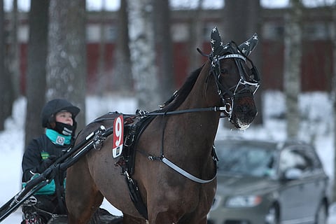 Kotiradan Tiuger Shark on avainasemassa Kouvolassa.