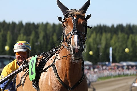 I.P. Vipotiina on ehtinyt tekemään jo viisi varsaa. Nyt omistajaa vaihtanut I.P. Titaani on niistä kolmas.