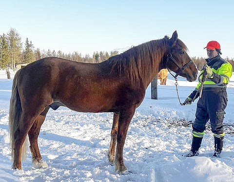 Kesä-Toto omassa tarhassaan. Riimunnarussa oriinpitäjä Saku Palovaara. 