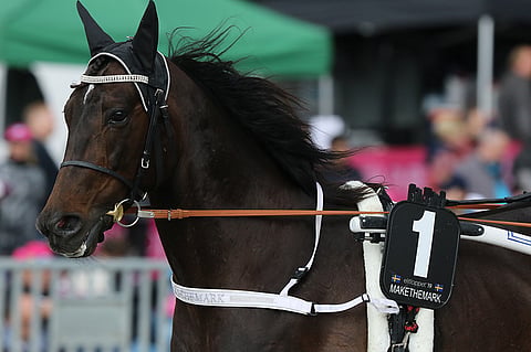 Elitloppet-kolmonen Makethemark nähdään tänä suvena Mikkelissä. Kuva: Jarno Unkuri.