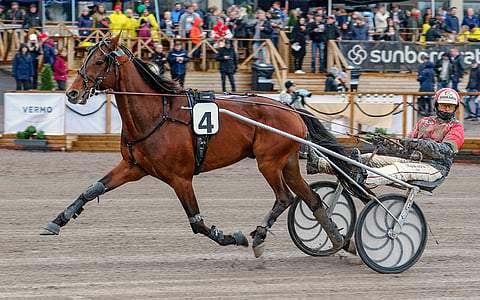 Tapiro Jet on oikein pelattu suosikkivarma. Kuva: Anu Leppänen