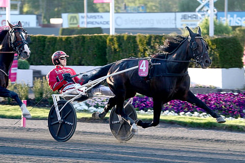 St Micheliin on tarjolla Elitloppet-hevonen Ruotsista: Missle Hill. 