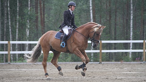 Kenttäratsastuksessa menestynyt Hiljalan Fantom on raamikas näky. Kuva estemestaruuksista 2020.