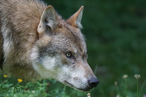Hankasalmelaisessa ponipihatossa kävi susi.
