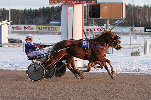 Nousuvireinen Layla kelpaa ideavarmaksi illan Toto5-kierrokselle Metsämäkeen.