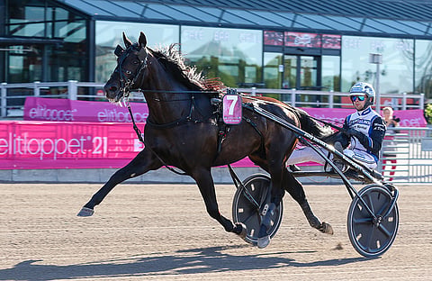 Aetos Kronos juoksi viime vuonna Elitloppetissa.