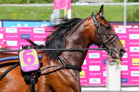 Elitloppet-finalisti Ecurie D on sunnuntaina startissa legendaarisella The Red Milella. Kuva: HU arkisto/