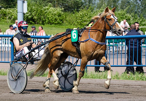 Hissun Turbo on Hevosurheilun tukipilari. Kuva: Anu Leppänen