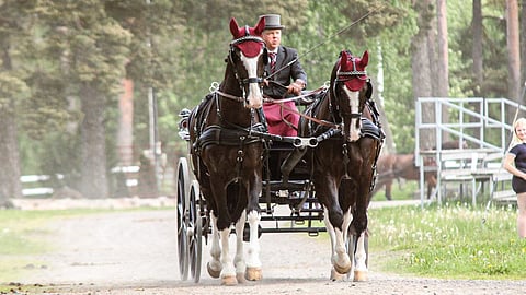 Jarmo Tauriainen ja KWPN-ruunat Kornet ja King.