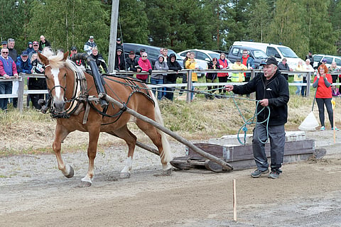 Tähden Piirros, työmestari vuosimallia 2017.