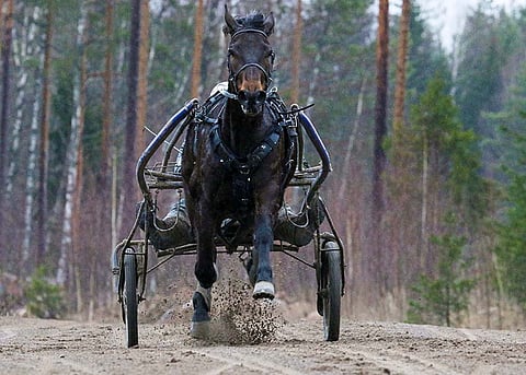 Special Point on mielenkiintoinen pelihevonen Linnunlahdella.
