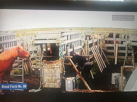 Animal Welfare Foundation ja Tierschutzbund Zürich ovat käyneet kuvaamassa Islannissa verifarmeiksi kutsuttujen laitosten toimintaa. Tässä verifarmi numero 6. 
