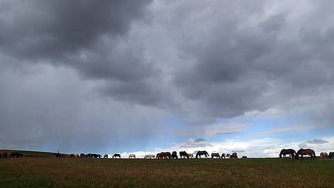 Kauniilla kuvalla huomio. Hevosia omimmassa ympäristössään. 