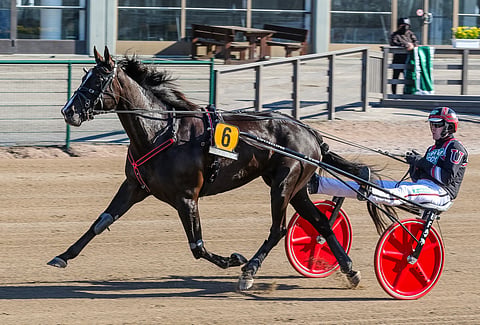 Johan Untersteiner tuo Dear Friendin Seinäjoki Raceen, vaikka kotiradalla Halmstadissa ajetaan samana päivänä V75-ravit.