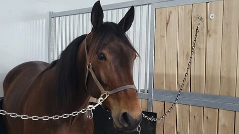 Ravurista ratsuksi. Kuvan hevonen ei liity tarinaan.