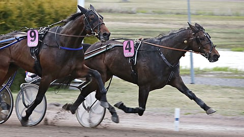 Hila's Elton (kuvassa numero 4) on vihjerivin toinen varma.
