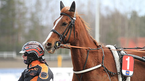 Ailahteleva mutta kyvykäs Bearway onnistuu joka toisessa kilpailussaan. Jos on taikauskoinen, niin tänään olisi menestyksen vuoro.