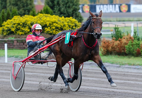 Tapio Perttusella on tallissaan todellinen tilastokummajainen. MAS Evelyn on eniten tienannut Suomessa syntynyt lämminverinen, jonka voittotili on vielä avaamatta.